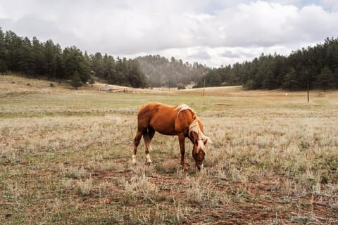 New! Charming Cabin in Colorado National Forest Cabin in Park County