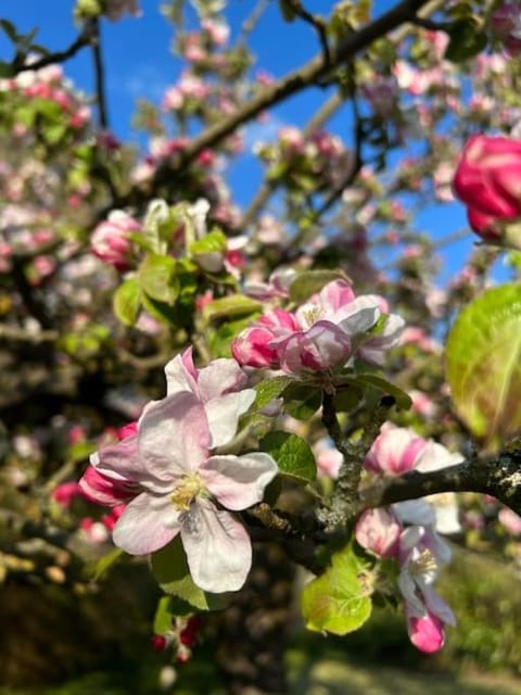 Schöne helle DG Wohnung in der Altstadt Schwerin Apartment in Schwerin