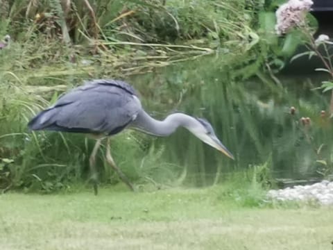 Garden, On site, Garden view