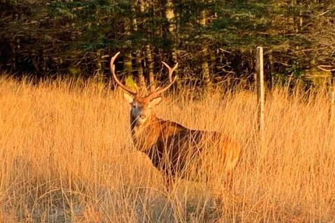West Highland Snug Apartment in Kinlochleven