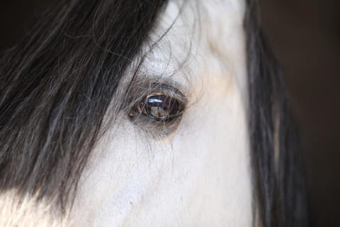 Horse-riding, Animals