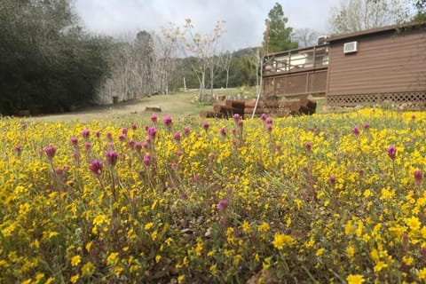 Spring, Day, Natural landscape, Garden, Garden view, Mountain view