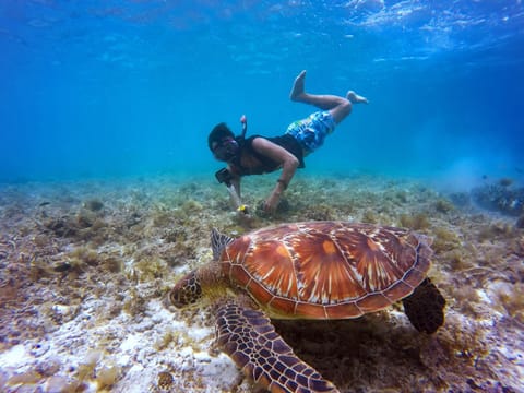 People, Natural landscape, Activities, Animals