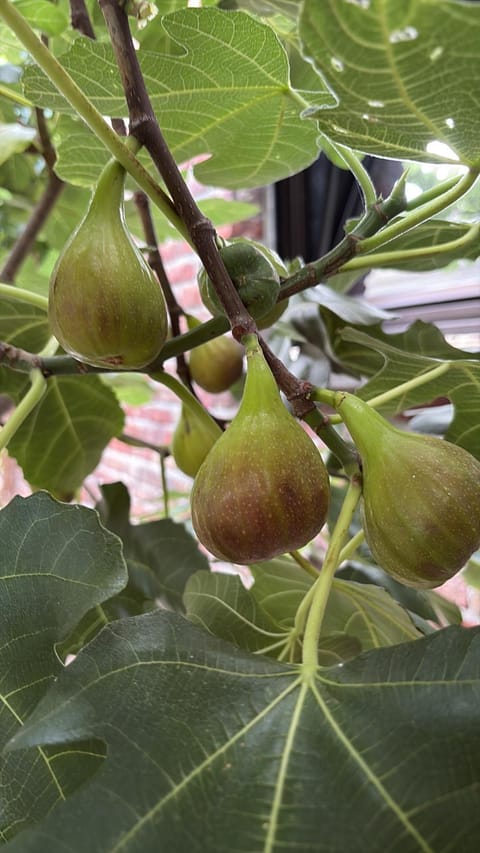 Efes home Vacation rental in Ghent