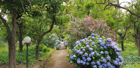 Natural landscape, Garden, Garden view