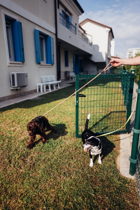 Patio, Garden, Garden, Pets