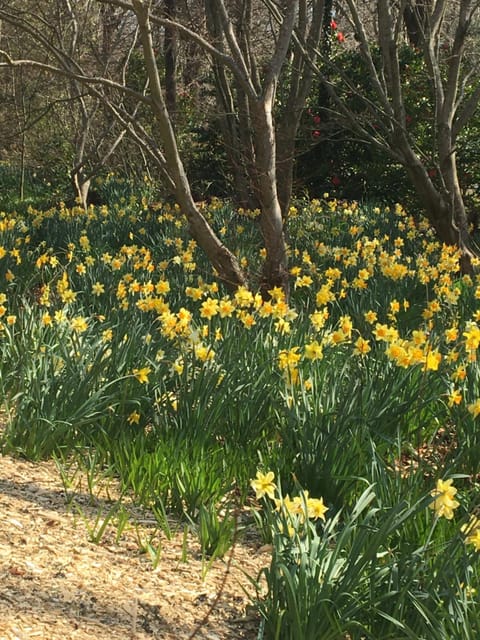 Spring, Garden