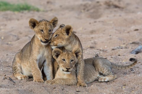 Animals
