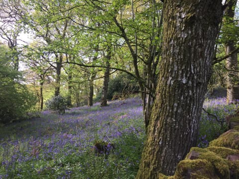 Willow Cottage, Gilchristland Organic Farm House in England