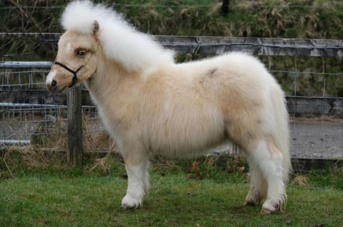 Erlebnisbauernhof Pension Waschnig Farm Stay in Carinthia, Austria