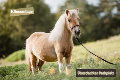 Ferienwohnung Silvia Apartment in Carinthia, Austria