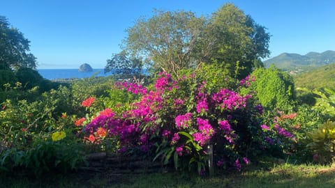 Garden, Garden view, Sea view