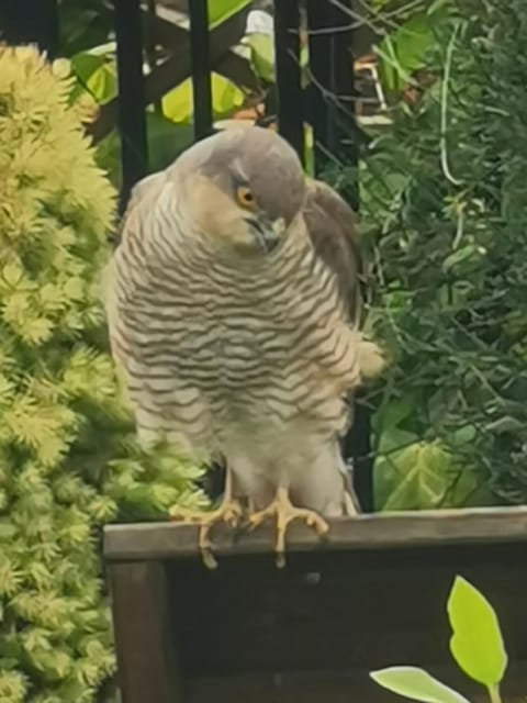 A Bird House Vacation rental in Belper