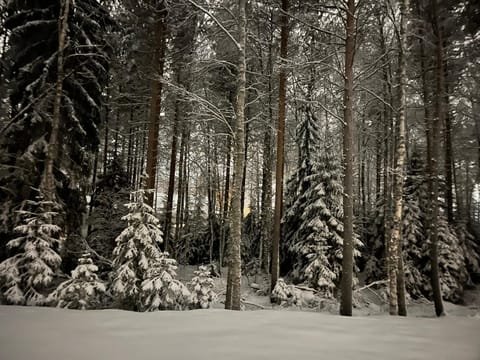 Natural landscape, Winter
