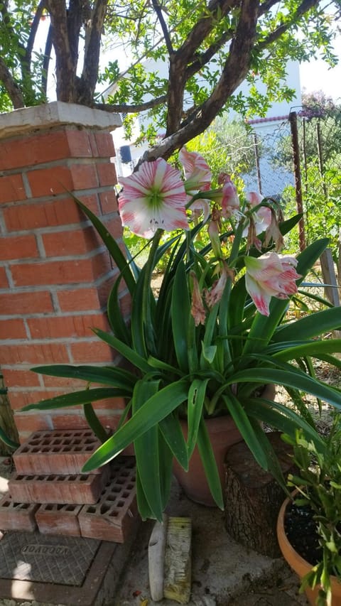 Apartmani Lucia Bed and Breakfast in Lika-Senj County