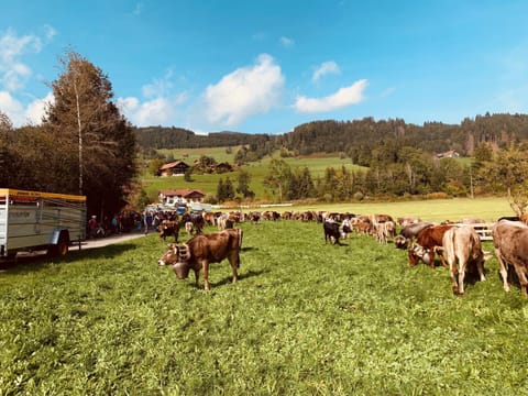 Seeperle Souterrain Apartment in Sonthofen