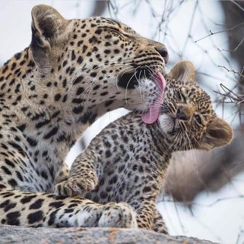 Animals