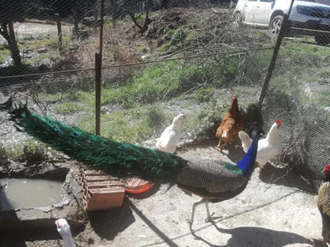 Agriturismo Ticci Farm Stay in Sardinia