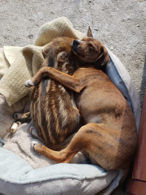 Agriturismo Ticci Farm Stay in Sardinia