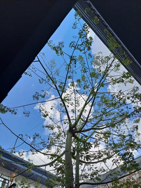 Garden, Balcony/Terrace