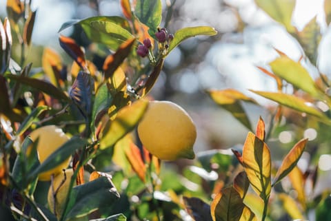 Country Club Sport Bed and Breakfast in Alba Adriatica