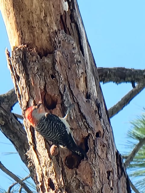 Camp St. Cabanas Unit 4 House in Tavares