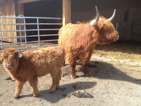 Alt Poschach Apartment in Trentino-South Tyrol