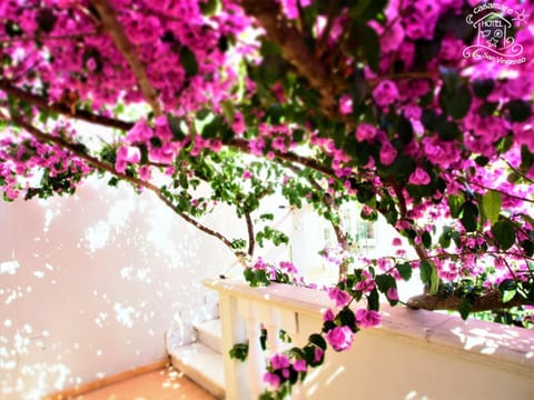 Summer, Garden, Balcony/Terrace, On site