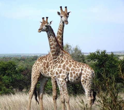 Animals