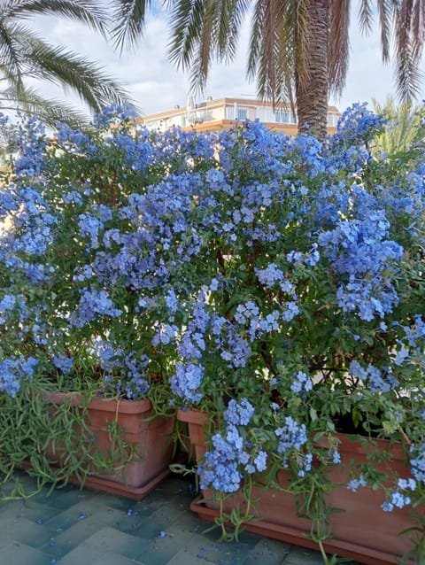 La Casa di Emy House in Vallecrosia