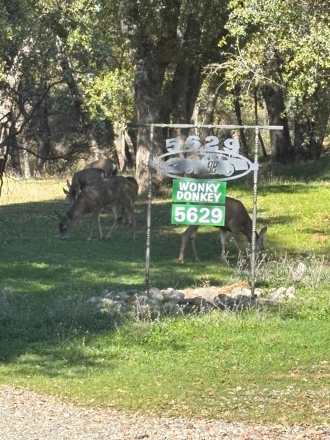 Wonky Donkey Den 30 mi to Yosemite Arch Entrance House in Bootjack