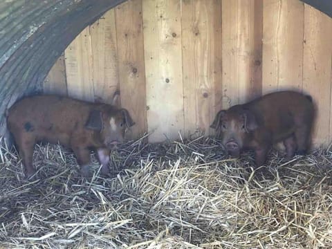 Light & Airy Vaulted Barn Conversion with a View House in Wellington