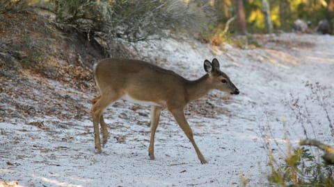 Happy Ours House in Seagrove Beach