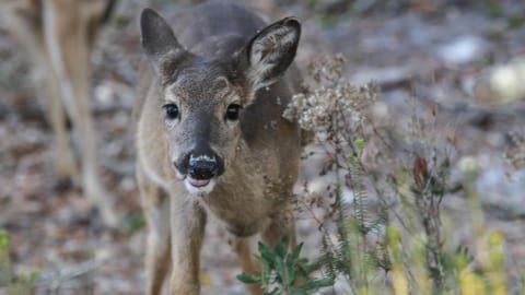 Happy Ours House in Seagrove Beach