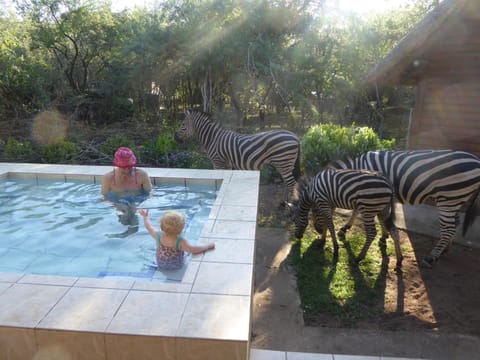 Animals, Swimming pool, Swimming pool, group of guests