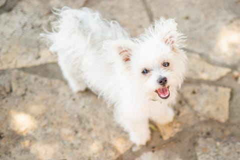 Apartment Matteo Apartment in Istria County