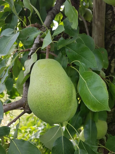 Obst- Und Ferienhof Karoline Apartment in Vorarlberg, Austria