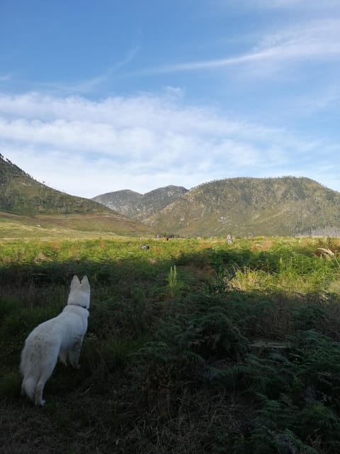 Natural landscape, Pets, Mountain view