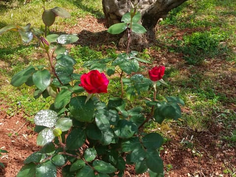 Spring