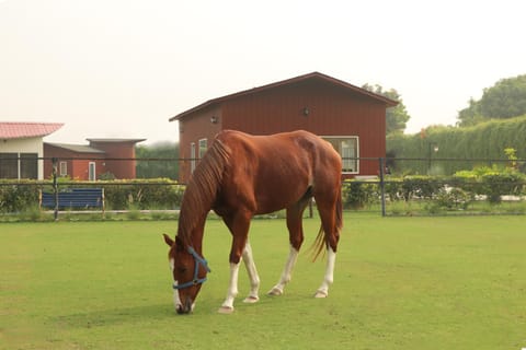 Horse-riding, Animals
