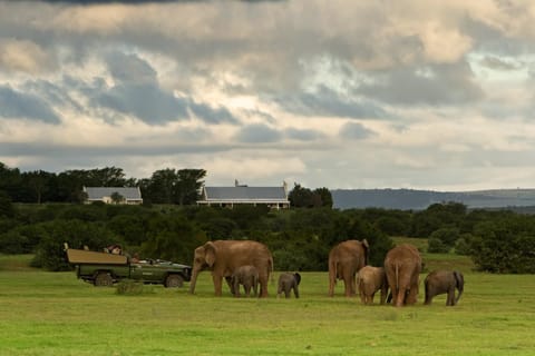 Property building, Natural landscape, Animals