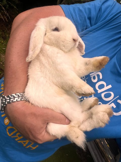 Lower level unit in the backyard, past the gate on the right of house House in Auckland