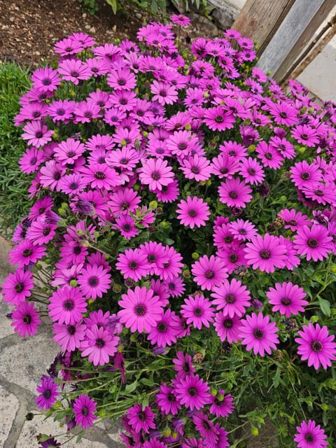 Apartments Plejic Apartment in Šibenik-Knin County, Croatia