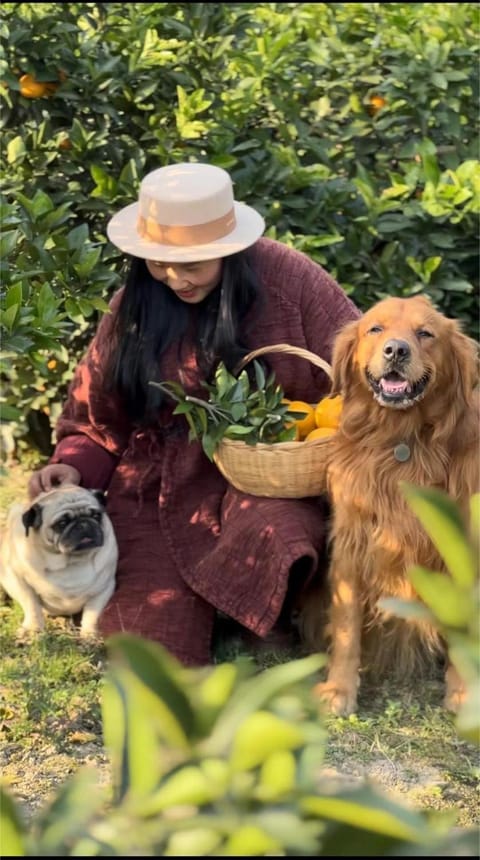 Day, Animals, Pets