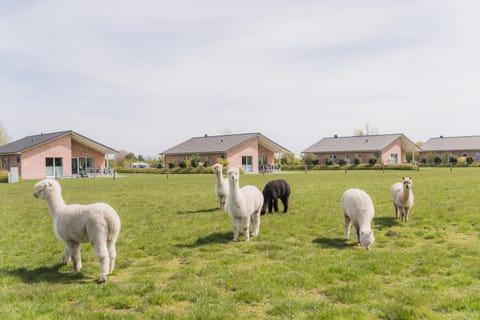 Property building, Day, Natural landscape, Animals