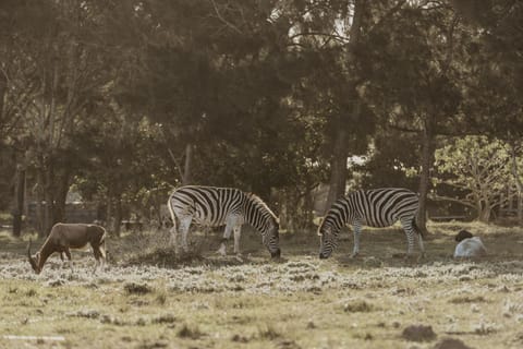 Animals