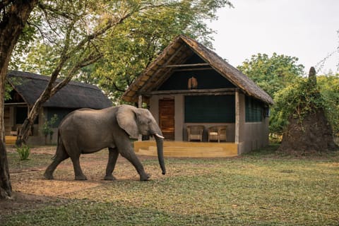 Game Room, View (from property/room), Animals