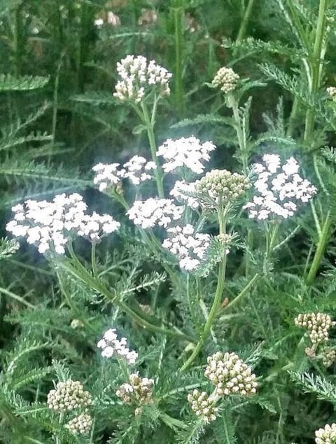 Manitou Springs White Yarrow Inn House House in Manitou Springs