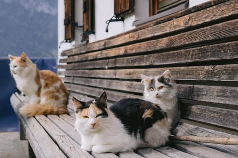 Pets
