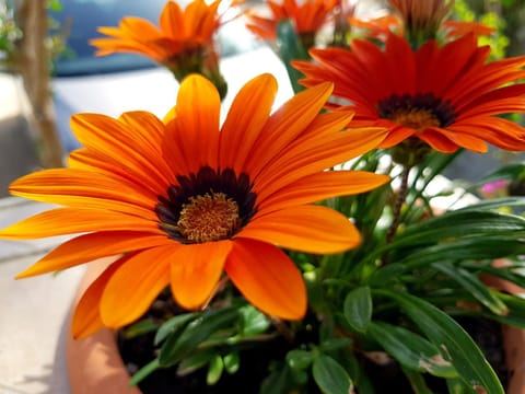 Apartments Puntica Apartment in Zadar County